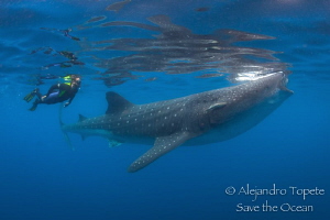 Whale Shark and snorkeler, Isla Contoy Mexico by Alejandro Topete 